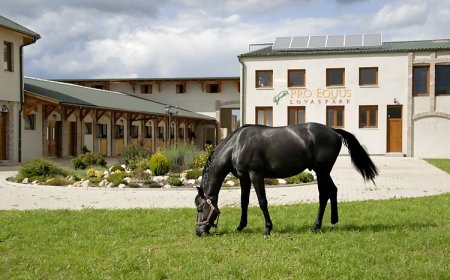 Pro Equus Lovaspark Bagod