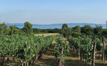 Kisház a Szőlőhegyen Balatonakali
