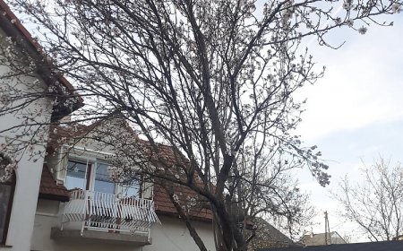 Mandulafa Apartman Balatonalmádi