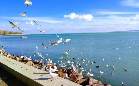 Diófa Lak Balatonalmádi