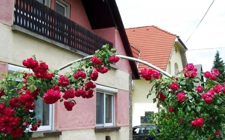 Panni Néni Apartman Balatonboglár