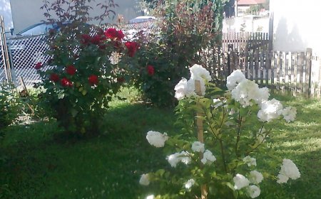 Juhar Vendégház Balatonboglár