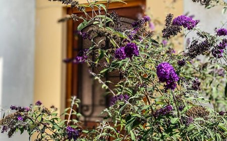 Pataki Porta Apartmanház Balatonederics