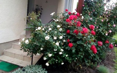 Nikes Üdülőház Balatonkeresztúr