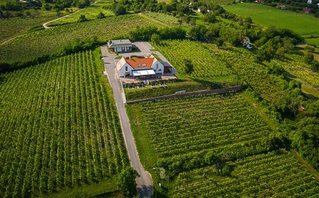 Vitis Kúria Balatonrendes