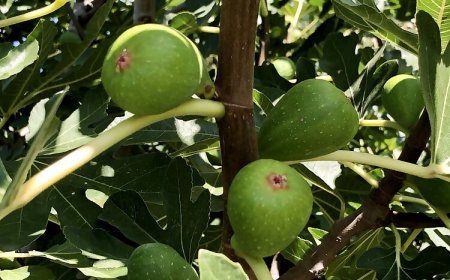 Fügefa Vendégház Békésszentandrás