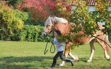 Mecseki Csendidő Vendégházak Bükkösd