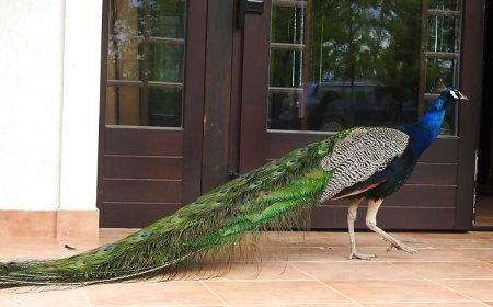 Csanádi Szőlőbirtok Vendégház Császártöltés