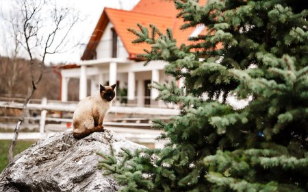 Boldizsár Lovas Ház Cserépfalu
