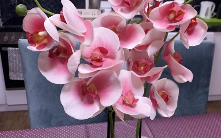 Toscana 3 Apartman Debrecen