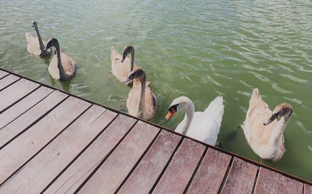 Duna Beach Nyaraló Dömsöd