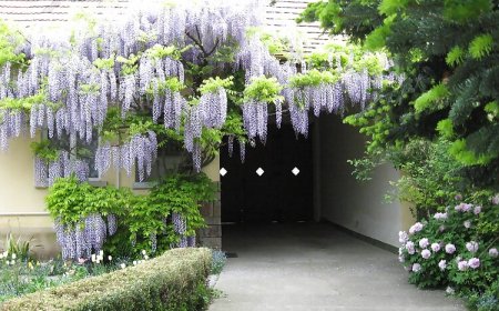 Lila Akác Vendégház Drégelypalánk