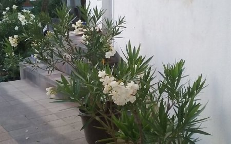 Liget Apartman Eger