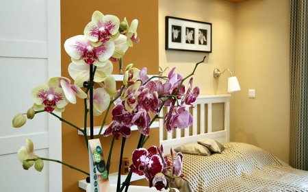 Orchidea Apartman Eger