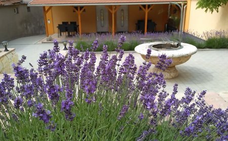 Paradise Apartmanház Eger