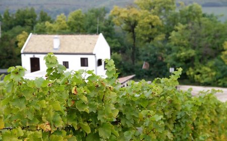 Rókusfalvy Birtok Vendégház Etyek