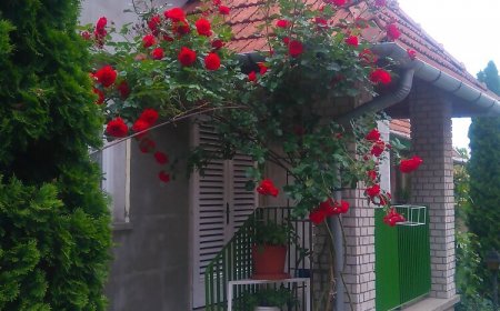 György Rozália Galbácskerti Apartman Gyula
