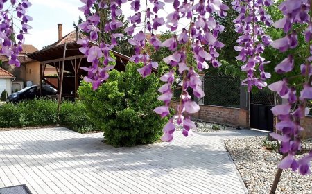 Erzsébet Apartman Gyula