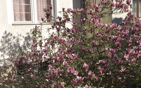 Franciska Apartman Hévíz