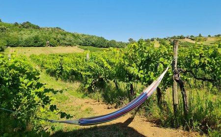 POP Tiny House Balaton Káptalantóti