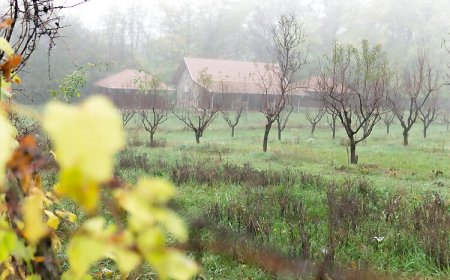 Feketebács Nyaralóház Káptalantóti