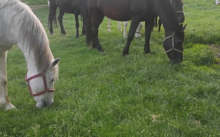 Horváth György Apartmanház Kisújszállás