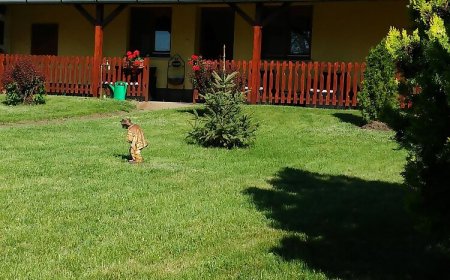 Zöld Pázsit Vendégház Kunszállás