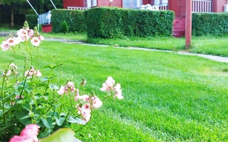 Mecsek Virágai Lak Apartman Magyarhertelend