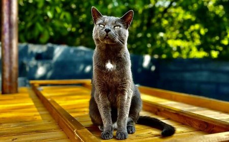 Kiscsillag Vendégház Noszvaj