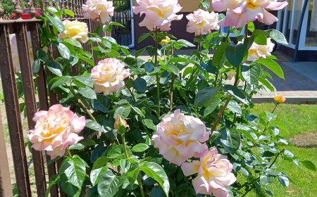 Sólyom Apartmanház Nyíregyháza