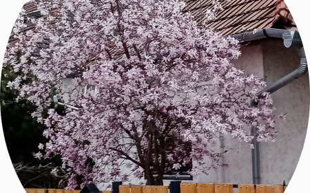 Magnólia Pihenőház Parád