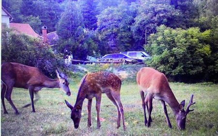Bauer Vendégház Püspökszentlászló