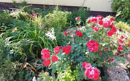 Tünde Lak Apartman Siófok