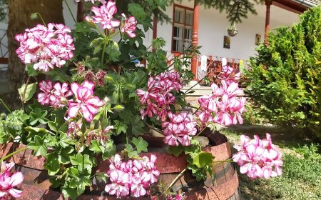 Pitypang Vendégház Szálka