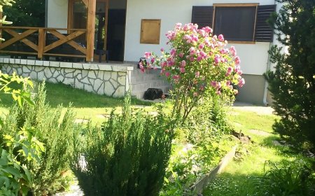 Tulipán Ház Szentendre