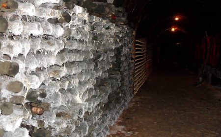 Novák Pince Vendégfogadó Szigetvár