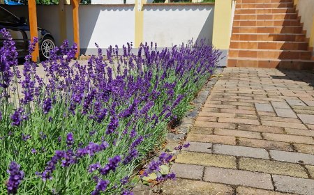 Kishegyi Vendégház Zalaegerszeg