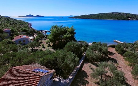 House Olive Tree Tkon