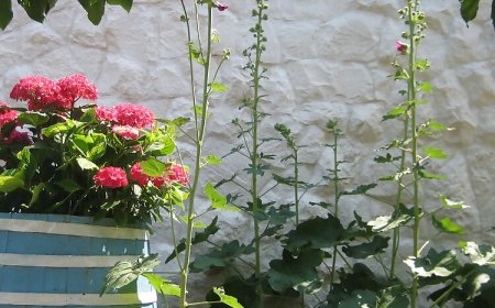 House Siniša Kanica