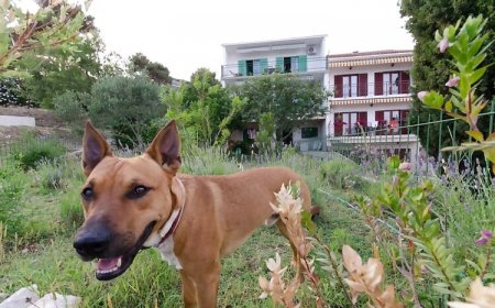 Apartmani Vinko Okrug Gornji