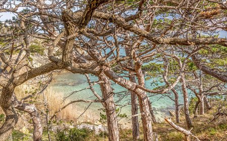 Apartman Novalja - CKP023