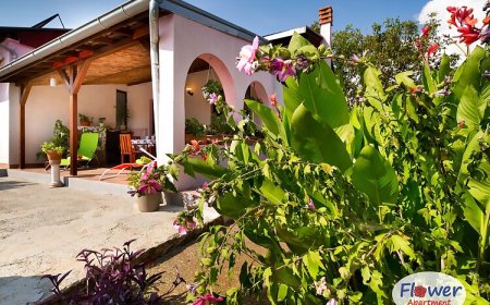 Apartment Flowers Sikici