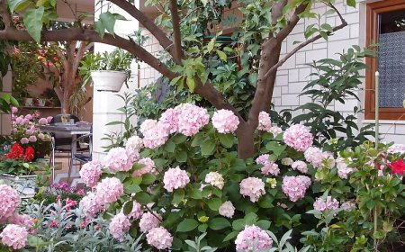 Apartments Mira Trogir II