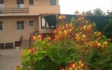 Apartman Ognjen Betina