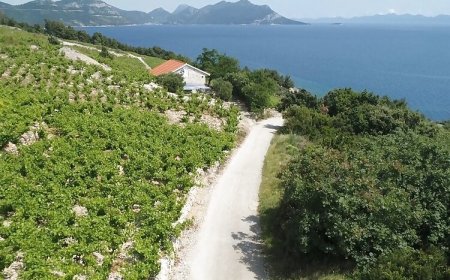 Robinson House Dingač Trstenik