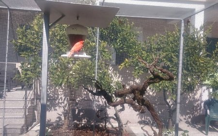 Apartment Canaria Vinisce