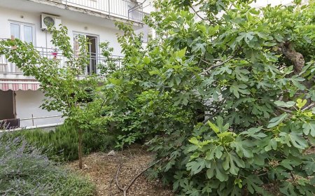 Apartment Marija D. Primosten