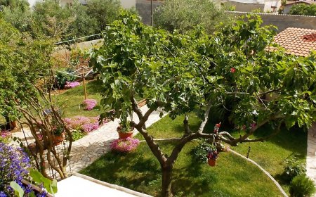 Apartmani Lesičar Vir