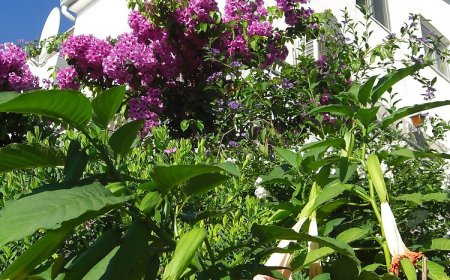 Apartments Branko Okrug Gornji