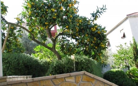 Apartmani Davorka Trogir